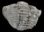Enrolled Flexicalymene Trilobite - Ohio #40745-1
